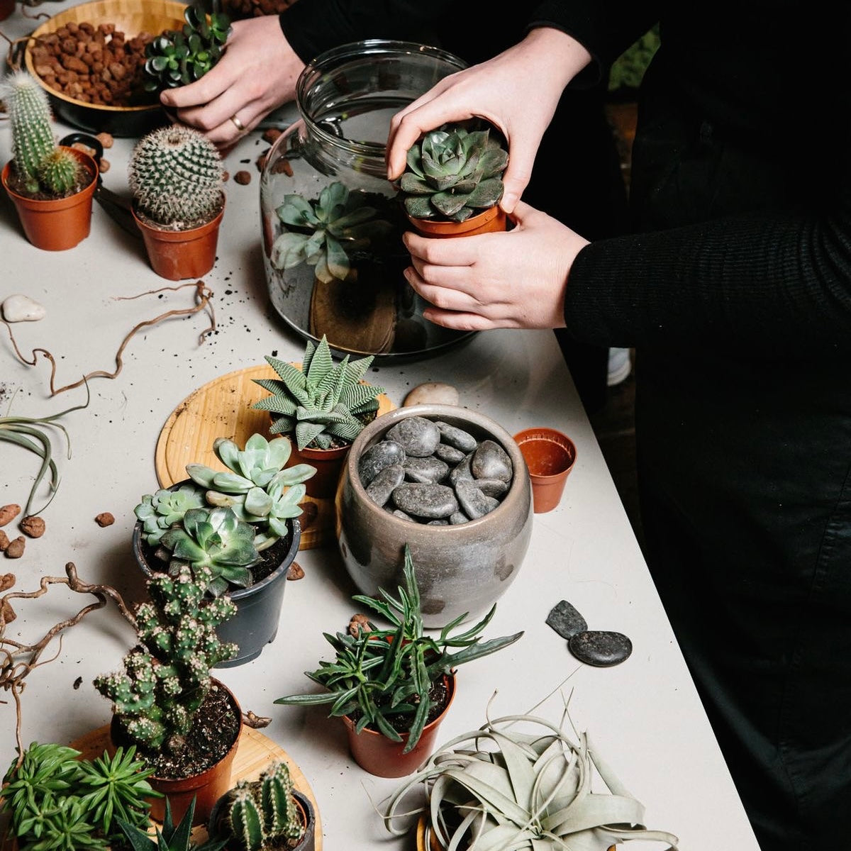 Terrarium tropicale a Satori